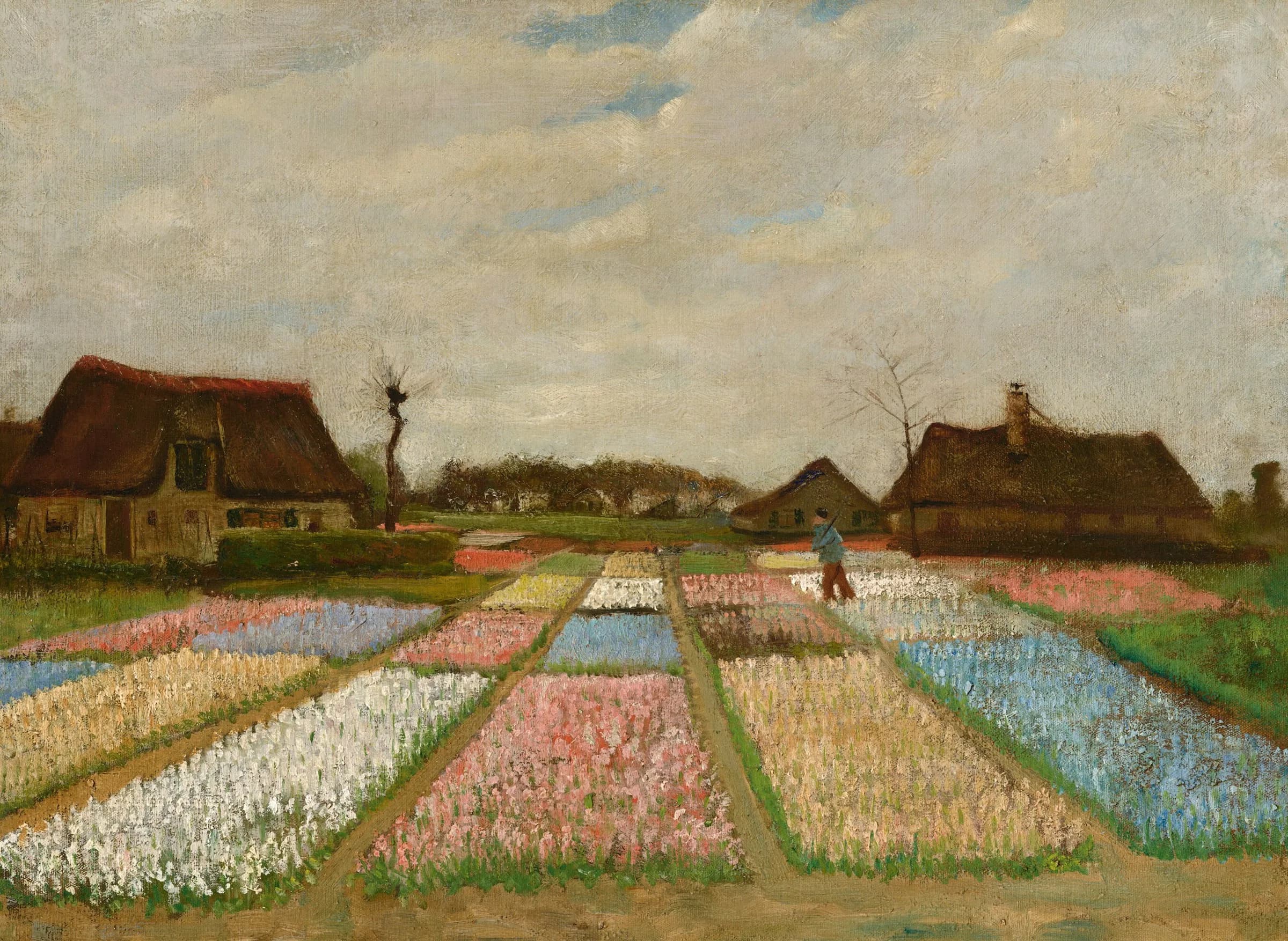 Colorful flower fields